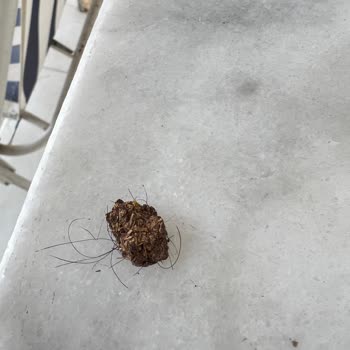 Makbul Çekirdek İçinden Kıllı Pislik Çıkması