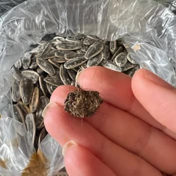 Makbul Çekirdek İçinden Kıllı Pislik Çıkması
