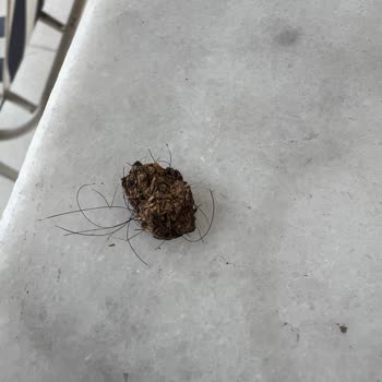 Makbul Çekirdek İçinden Kıllı Pislik Çıkması