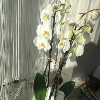 Yine Çiçek Sepeti Yine Mağduriyet