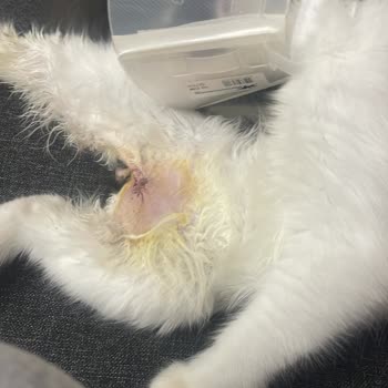 Tepeören İBB Veterinerlik Erkek Kedi Yanlış Kısırlaştırma