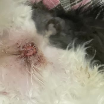 Tepeören İBB Veterinerlik Erkek Kedi Yanlış Kısırlaştırma