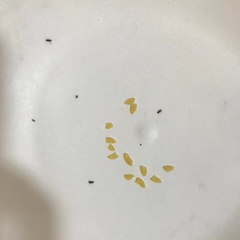 A101 Makarnadan Böcek Çıktı