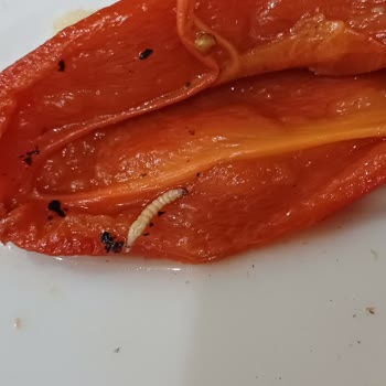Yurdum Konserve Yudum Marka Közlenmiş Biberde Solucan