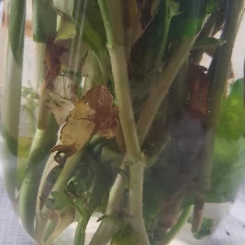 Çiçek Market Doğum Günü Hüsranı: Solgun Çiçekler Ve Özensiz Not