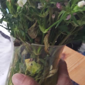 Çiçek Market Doğum Günü Hüsranı: Solgun Çiçekler Ve Özensiz Not