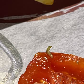 Tavuk Dünyası Tavukta Kıl Domateste Kurt Cıktı