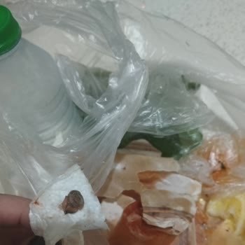 Vahit Usta Dürüm & Köfte Evi Yemeğin İçinden Salyangoz Çıktı