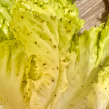Altunbilekler İçi Böcek Dolu Kıvırcık Satıyor!