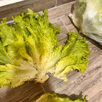 Altunbilekler İçi Böcek Dolu Kıvırcık Satıyor!