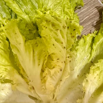 Altunbilekler İçi Böcek Dolu Kıvırcık Satıyor!