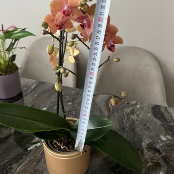 Bloom And Fresh B&F Çiçek Siparişi Görsel Yanıltması