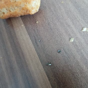 Züber Noutos Cipsi Şikayet