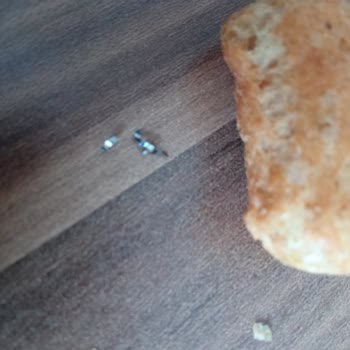 Züber Noutos Cipsi Şikayet