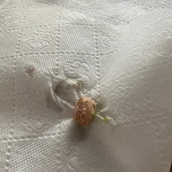 Dardanel Ton Balığı İçinde Semsert Bir Şey