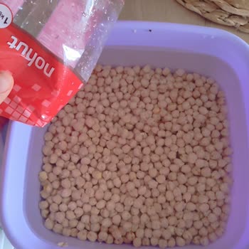 File Market Harras Nohut Böcek Kaynıyor