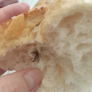 Ekpa Ekmek Fırını Ekmeğin İçinden Böcek Çıktı