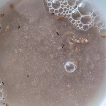 Duru Bulgur Bulgurdan Böcek Çıktı