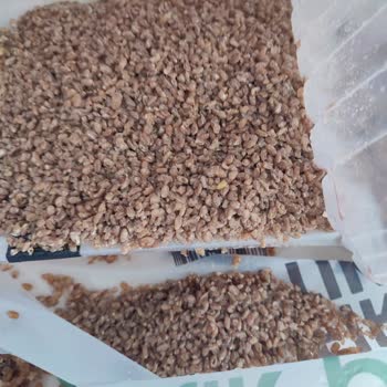 Duru Bulgur Bulgurdan Böcek Çıktı