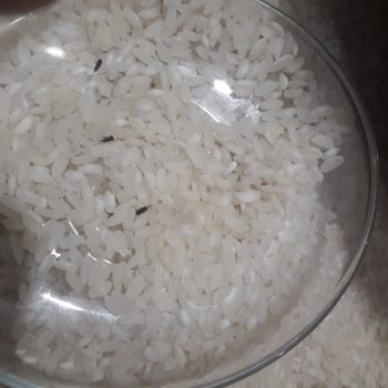 Bizim Toptan MARKET'İN Sattığı Böcekli Besler Mutfak Osmancık Pirinç