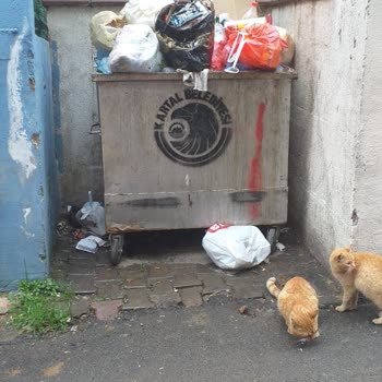 Kartal Belediyesi Binamızın Önündeki Çöpün Sürekli Dolması