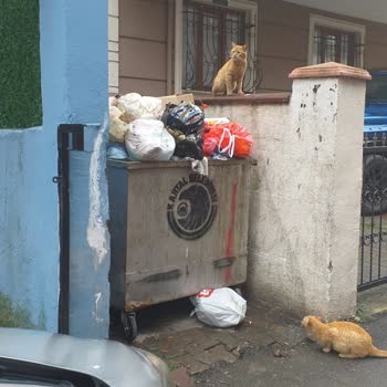 Kartal Belediyesi Binamızın Önündeki Çöpün Sürekli Dolması