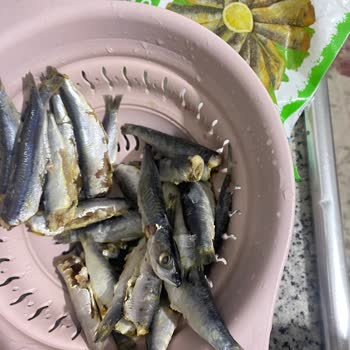 Balık Dünyası Ayıklanmamış Temizlenmemiş Balık