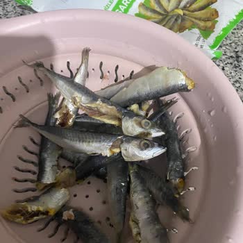 Balık Dünyası Ayıklanmamış Temizlenmemiş Balık