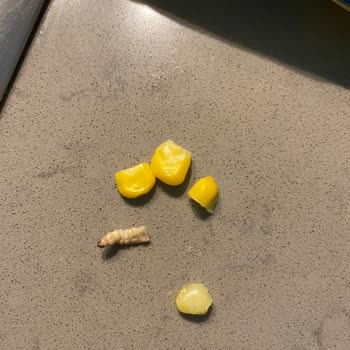 A101 Çokça Marka Mısır Kurt Çıktı