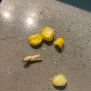 A101 Çokça Marka Mısır Kurt Çıktı