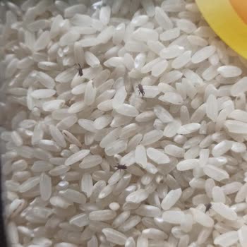 A101 Bitlerin Özgürlük Yakarışı