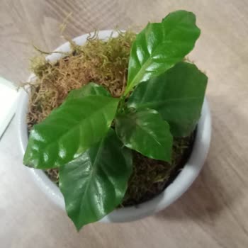 Çiçek Sepeti (Elazığ)