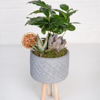 Çiçek Sepeti (Elazığ)