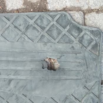 Renault Clio 2023 Model Paspas Sorunu