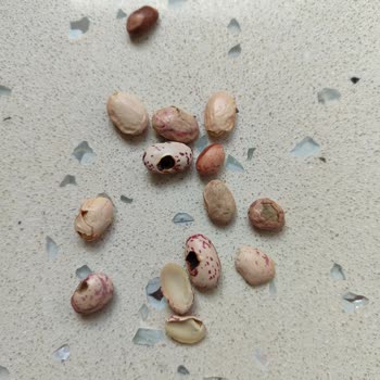 Duru Bulgur Duru Barbunya Fasulyede Kalite Kontrol Eksikliği