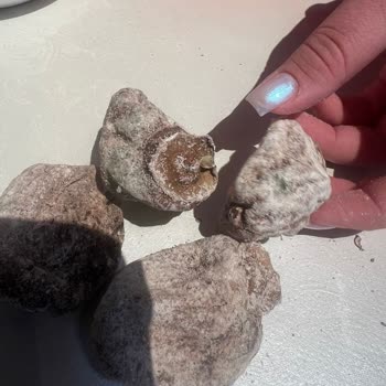 Osmanlıoğlu Kuruyemiş Eminönü Osmanlı Gida