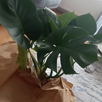 FidanBurada Ürün Görseldeki Gibi Değil Ve İlgilenilmiyor.