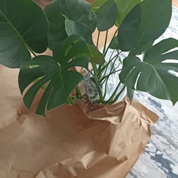 FidanBurada Ürün Görseldeki Gibi Değil Ve İlgilenilmiyor.