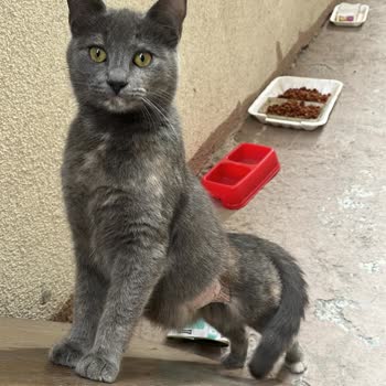 Küçükçekmece Belediyesi Kısırlaştırılan Kedim 5. Günde Öldü