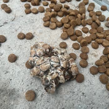 Trendyol Joker Köpek Maması İçinden Küflü Garip Mamalar Çıktı