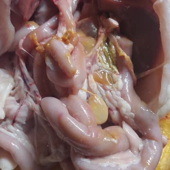 BİM Tavuk İçi Temizlenmeden Paketlenmiş