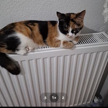 Samsung Galaxy A54 Kamera Sorunu Devam Ediyor