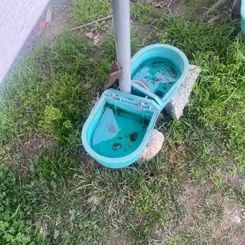 Gaziosmanpaşa Belediyesi Sokak Hayvanlarına Mama Yardımı Yapmıyor