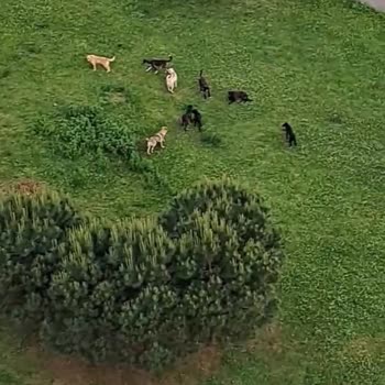 Tuzla Belediyesi Tuzla Aydıntepe Parkta Saldıran Onlarca Köpek