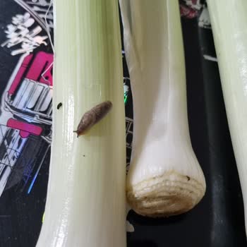 Carrefour SA Çürük Ve Uygun Olmayan Ürün.