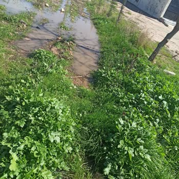 Şanlıurfa Haliliye Belediyesi Ve Şuski Kanalizasyon Şikayeti