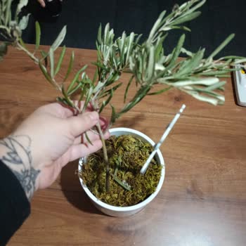 Çiçek Sepeti Zeytin Dalını Zeytin Ağacı Olarak Satıyor