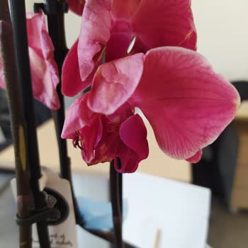 Taze Çiçek.com A Yakışmadı