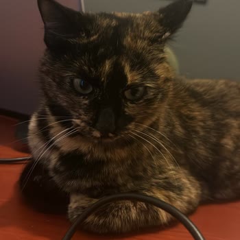 İzmir Büyükşehir Belediyesi Pako Tedavi Etmiyor