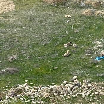 Karaman Belediyesi Başıboş Köpekler Toplansın